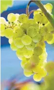  ?? FOTO: DWI/DPA ?? Wenn weiße Trauben mit Schale vergärt werden, entsteht orangefarb­ener Wein.