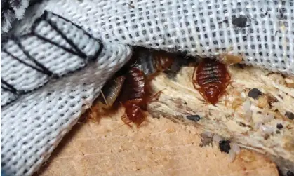  ?? Photograph: Stéphanie Lecocq/Reuters ?? Bedbugs in the seams of a sofa bed, in L'Hay-les-Roses, near Paris.