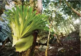  ??  ?? A staghorn fern clings to a tree trunk in a dry rainforest gully above the deep waterhole at Green Gully Canyon.