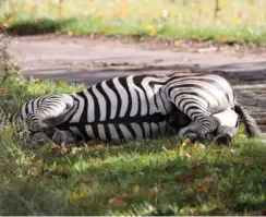  ?? FOTO: RITZAU SCANPIX ?? Politiet har fået megen kritik af, hvorfor dyret måtte lade livet i stedet for at blive bedøvet.