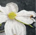  ??  ?? “Dogwood”