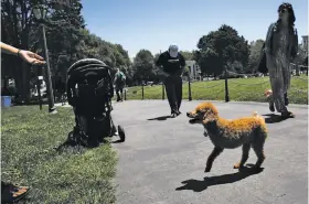  ?? Gabrielle Lurie / The Chronicle ?? A canine participan­t frolics through Duboce Park during the Three Legged Dog Picnic, which also featured volunteers from the rescue group Muttville.