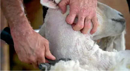  ?? PHOTO: MURRAY WILSON/STUFF ?? Less shearing is likely because of the poor wool price.