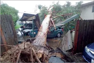  ??  ?? A large eucalyptus tree toppled onto carport damaging vehicles in Goleta, California. —