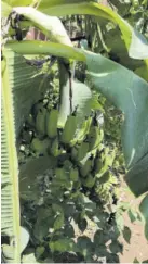  ??  ?? Green banana and sweet potato vine