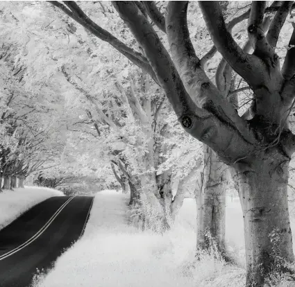  ??  ?? Above: Black and white infrared Scenes with lots of foliage make excellent subjects. Left: Crop field A heavy sky and dappled lighting adds depth and the perspectiv­e to help draw the eye.