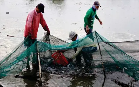  ?? FILE PHOTO ?? The Philippine Statistics Authority notes that the fishery sector remains resilient with a 0.7-percent growth in terms of production value.