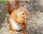  ?? Chris Horan ?? A red squirrel in the National Trust nature reserve at Formby