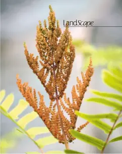  ??  ?? Spore-bearing pinnae on Osmunda regalis ‘Purpurasce­ns’, give it a rusty hue.