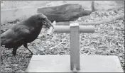  ?? ASSOCIATED PRESS ?? THIS 2016 PHOTO made available by Lund University shows a raven holding a piece of wood next to a testing device in Lund, Sweden.
