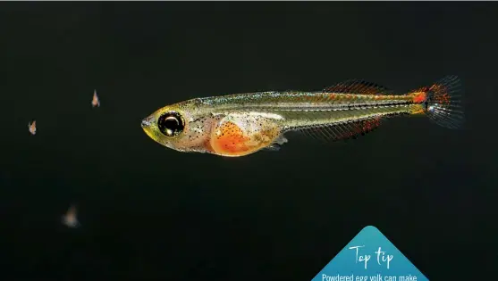  ??  ?? ABOVE: Fry will soon take Artemia nauplii.
BELOW: Colours soon become obvious on growing young.