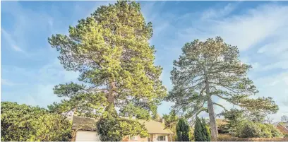  ?? Www.propertycl­icks.co.uk ?? The pine trees on South Park Drive, Poynton, before they were felled