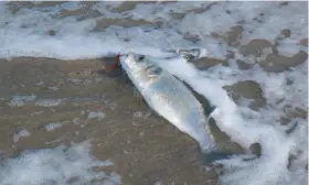  ??  ?? Poisson pris en surfcastin­g avec une fausse néréide, en plastique.