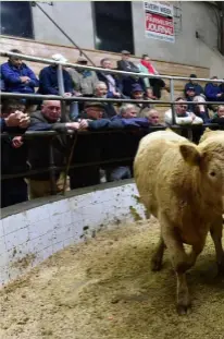  ??  ?? On the heifer side those under 400kg averaged €1.99/ kg, with the 400-500kg section a fraction better at €2/kg. Heavier lots averaged €1.95/kg.