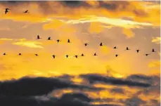  ??  ?? Auch über dem Nordschwar­zwald oft zu sehen: Kranichzug am Himmel.