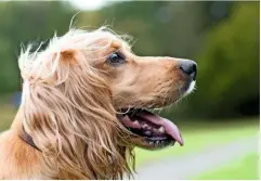  ??  ?? A golden working Cocker. Regular grooming will ensure the coat remains tangle-free.