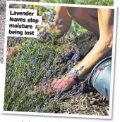  ?? ?? Lavender leaves stop moisture being lost