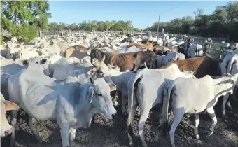  ?? ?? El hato ganadero actual de esta zona del país es de 2.000.000 de cabeza de ganado.