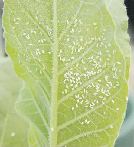  ??  ?? The whitefly is a common garden pest that feeds on the underside of leaves.