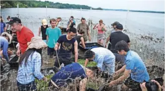  ??  ?? LORTON, Virginia: Diplomats and staff from various embassies plant seagrass in the Potomac River, a tributary of the Chesapeake Bay, at Mason Neck State Park on Monday. — AFP