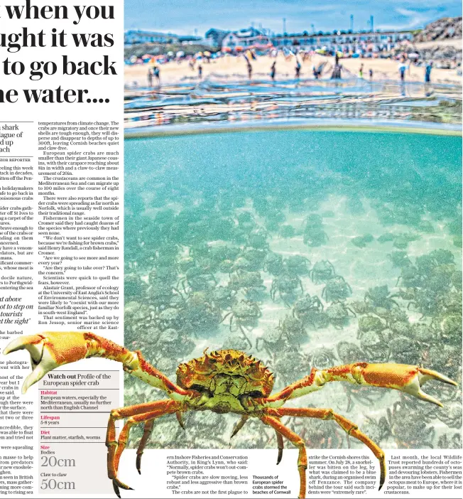  ?? ?? Thousands of European spider crabs stormed the beaches of Cornwall