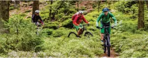  ?? Foto: Andreas Meyer ?? Auf zwei Rädern die Natur erkunden: Im Naturpark Oberer Bayerische­r Wald ist das dank wunderbare­r Strecken möglich.