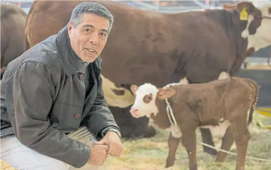  ??  ?? Sonriente. Gustavo Cócara, director ejecutivo de la Asociación Braford Argentina, junto a “Porteñito”, el ternero que nació en la previa de la Rural.