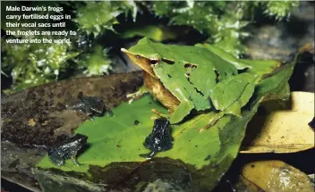  ??  ?? Male Darwin’s frogs carry fertilised eggs in their vocal sacs until the froglets are ready to venture into the world.