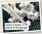  ?? ?? Garlic is being stored in the garage