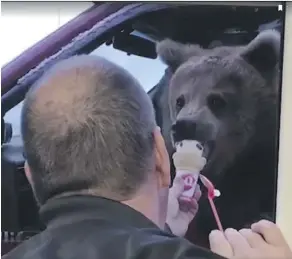  ?? FACEBOOK/ DISCOVERY WILDLIFE PARK ?? A Kodiak bear is fed ice cream at a Dairy Queen drive-thru in a video posted by Discovery Wildlife Park in Innisfail this week.