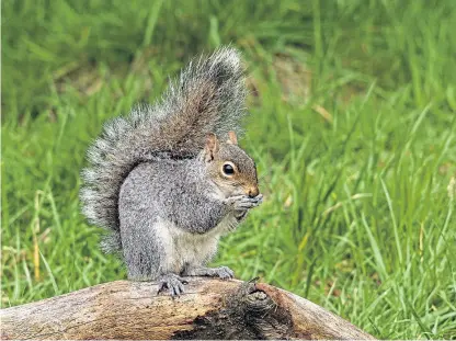  ??  ?? Tough nuts to crack – grey squirrels can prove too robust for reds in competitio­n over food.