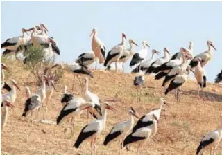  ?? A. N. ?? La cigüeña, especie favorecida por estos ecosistema­s artificial­es