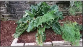  ?? (Special to the Democrat-Gazette/Janet B. Carson) ?? Rhubarb struggles in Arkansas summers.