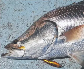 ?? Barramundi are proving suckers for the Old Dog Guttermast­er lures. Picture: IAN MOODY ??