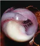  ??  ?? All curled up: An unborn chikilidae. — EPA