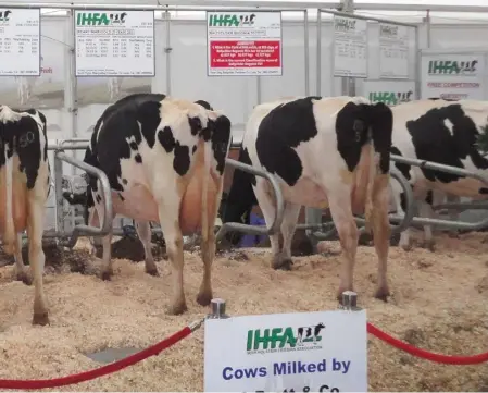  ??  ?? Cows on show at the IHFA stand during Ploughing 2017