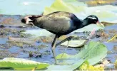  ??  ?? Bronze-winged Jacana, a bird species sighted in the wetlands of Kanniyakum­ari