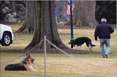  ?? Jim Watson / AFP via Getty Images ?? First dogs Champ and Major Biden are seen on the South Lawn of the White House in Washington, D.C., on Monday.