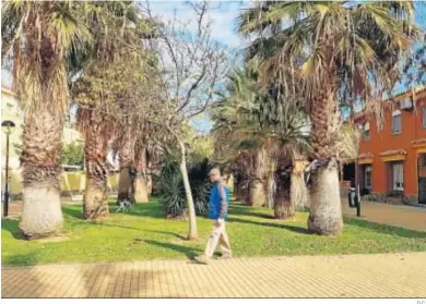  ?? D.C. ?? Una de las zonas verdes de Triángulo del Mar con las palmeras sin podar y sin anillos anti ratas.