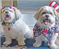  ?? Straublund Photograph­y/Getty Images ?? THESE PATRIOTIC PUPS look ready for the Fourth of July, but those loud fireworks can scare pets into running away.