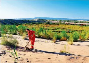  ?? ?? A worker plants a seedling in a desert in Aksu, Xinjiang Uygur Autonomous Region