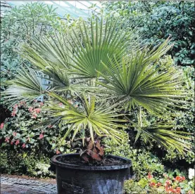  ?? Getty Images ?? Windmill palm is excellent for making a tropical statement in smaller landscapes and rock gardens. It is an extremely hardy palm tree with an attractive, compact crown.