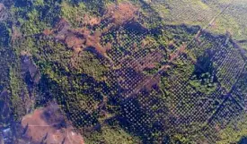  ?? REDEMPTO ANDA ?? AERIAL shot of the palm oil plantation­s of Sofronio Española, Palawan