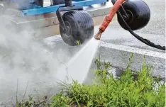  ?? Foto: Andreas Lode ?? Trotz der Behandlung mit heißem Wasserdamp­f im vergangene­n Jahr wächst die Am brosia an der B2 in Meitingen wieder.