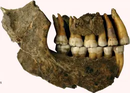  ??  ?? Maxilla and mandible assemblage of a late Neandertha­l from Spy Cave, Belgium