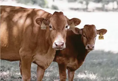  ?? Tom Reel photos / Staff photograph­er ?? A cow guards her calf at the HeartBrand Ranch in Gonzales County east of San Antonio. The ranch owns a herd of Akaushi cattle, a Japanese breed that is part of the Wagyu beef label known for its rich, fatty marbling.