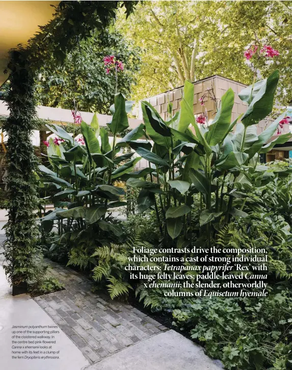  ??  ?? Jasminum polyanthum
twines up one of the supporting pillars of the cloistered walkway. In the centre bed pink-flowered Canna x ehemanii looks at home with its feet in a clump of the fern Dryopteris erythrosor­a.