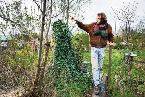  ?? ?? Nicky Castricum toont zijn Vlindertui­n ‘Mot in Mokum’ in Amsterdam-noord, die vol staat met inheemse planten die vlinders helpen te overleven.