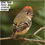  ?? ?? EPIC TRIP Rubycrowne­d kinglet