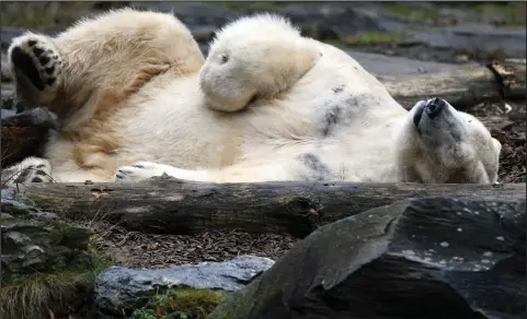  ??  ?? Freezing conditions are just perfect for polar bear Wolodja as he takes a nap in his enclosure at the zoo in Berlin, Germany